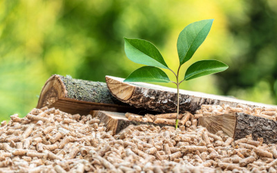 Can We Tackle Climate Change Without Fixing Our Broken Food Systems? – Does COP29 hold the answer